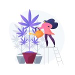 Solar energy solutions for New Jersey cannabis cultivators